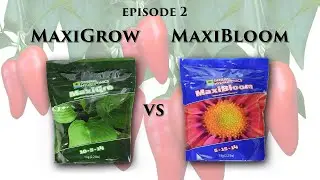 MaxiGrow vs MaxiBloom (Peppers) EP2 | MarsHydro FC-E 3000