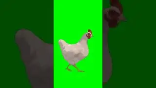 green screen Chicken I No Copyright I Free Download 