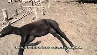 RANCHOLAROSA. Hernias Umbilicales en potrillos
