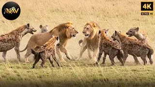 Rivalries in the Savage Empire | Savage Kingdom | Wild Animal Documentary