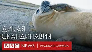 Потрясающие пейзажи, дикая природа и уникальная культура Скандинавии | Документальный фильм Би-би-си