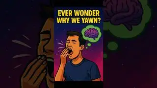 Why Do We Yawn? | The Hilarious Truth Behind That Yawn