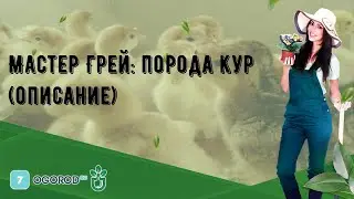 Мастер Грей: порода кур (описание)