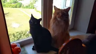 Мейн кун Степа и кот Тихон. Муха