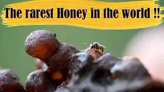 Rarest Honey in the world || Stingless Bee honey squeezing