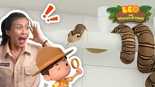 Reticulated Python | Where did it go?! | Leo the Wildlife Ranger | Kids Animation