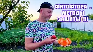 Как защитить томаты от фитофторы!!!