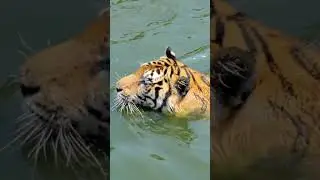 Tiger in the river. Swimming Tiger #shorts #tiger