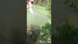 Пыльца сосны для здоровья.