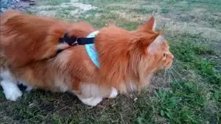 Мейн кун Степа и кот Тихон. Дачная охота😸
