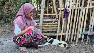 SEDIH...!!! MUSIBAH PETERNAK KAMBING || JANDA PENGUSAHA KAMBING || KEHIDUPAN JANDA DESA SEDERHANA