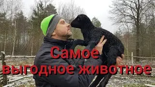 Самое выгодное животное . Кого выгодно разводить? Итог первого года содержания свиней , овец и коз .