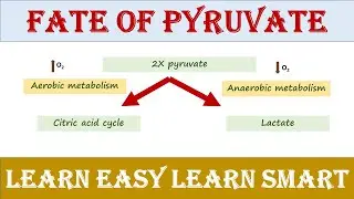 Fate of pyruvate | Anaerobic & aerobic fate | Biochemistry