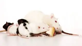 The Interaction of Vulnerabilities & Risk Factors - The Addicted Brain