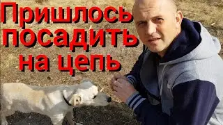 Берёзовый квас . Зачем нам бочки ? Почему Найда на цепи ? Новые старые стулья .