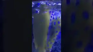 Я водяная тварь