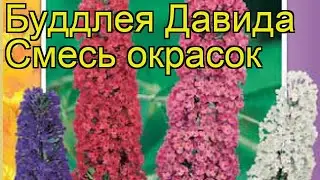 Буддлея давида Смесь окрасок. Краткий обзор, описание характеристик buddleja davidii Smes' okrasok