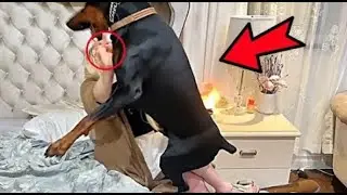 The dog doesn't leave the woman alone. Having found out the reason, the husband called the police!
