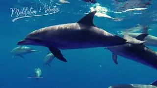 Healing songs of Dolphins Whales Deep Meditative Music for Harmony of Inner Peace