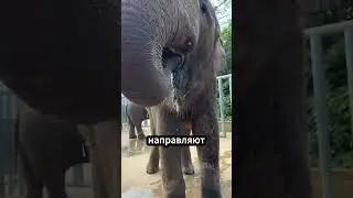 Для чего нужен хобот слона? 🐘🐽🚁🤔