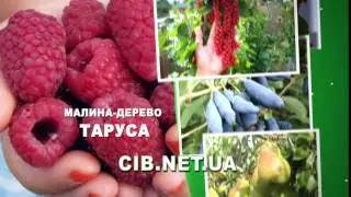 рекламный ролик для журнала Сельский Вестник - Malina FULL