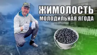 Посадка и уход за кустами жимолости