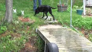 Coal the Waterdog!