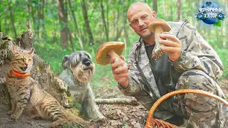 Грибы возле дома пошли массово, но нам много не надо... День перед отъездом на Камчатку