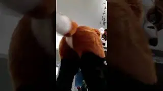 Fox Shenanigans Up To Some Booty Shenanigans (Fursuit Butts)