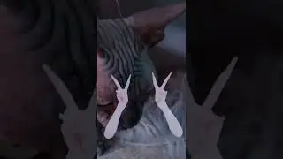 Лысая кошка и подруга опять вместе
