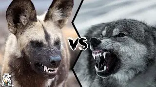 AFRICAN WILD DOG VS WOLF - What If They Will Fight?