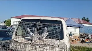 06.08.23 Голубиный рынок г. Малоярославец, Калужская обл.