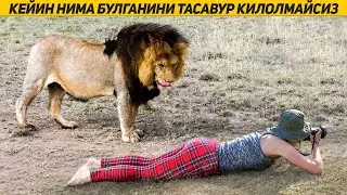 ТАСОДИФАН КЕЛИБ КОЛГАН ЙИРТКИЧ КУТИЛМАГАН ХОДИСА БУЛДИ