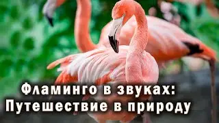 Звуки фламинго. Потрясающие розовые водоплавающие птицы