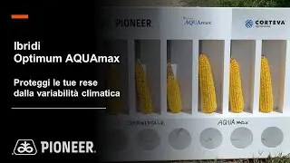 Ibridi Optimum AQUAmax: proteggi le tue rese dalla variabilità climatica