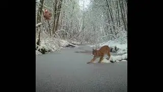 фотоохота на Рысь