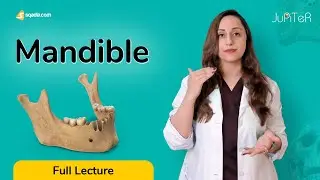 Mandible Body, Ramus, Angle, Joint, Processes Bone Anatomy | Muscle Attachments | V-Learning™