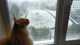 Мейн кун Степа и первый снег.