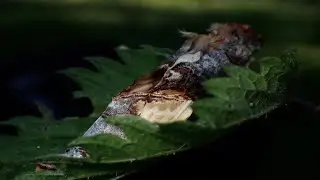 Where buff-tips mate and robber flies lurk