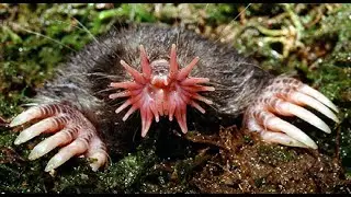 Интересные факты про кротов(Interesting facts about moles).