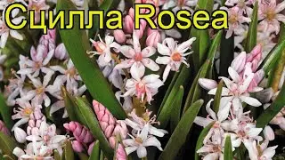 Сцилла Розеа (Сцилла Rosea). Краткий обзор, описание характеристик, где купить луковицы Rosea