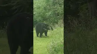 This is how you stop a bear