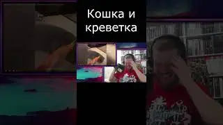 Кошка и креветка #shorts