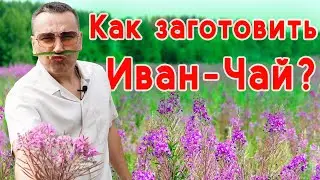 Заготовка Иван Чая в домашних условиях / Иван Чай по всем правилам