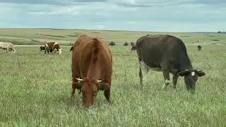 Монологи о животных!!!