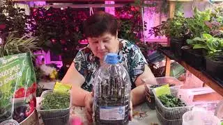 Не буду от вас ничего скрывать! Где нашла очень дешевые семена. Результаты посева в ноябре.