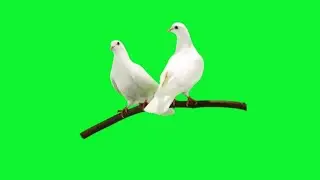 Doves Birds Pigeon Green Screen video HD Footage No Copyright