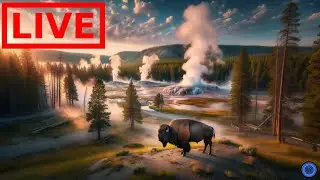 🌎 LIVE Yellowstone National Park | Old Faithful | Relaxing Music