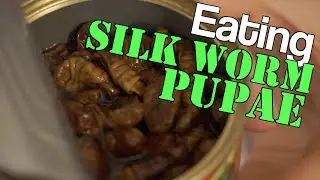 TASTE TEST Eating Silk Worm Pupae & Spicy Korean Ramen