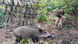 Wild boar falls into trap, mysterious person appears in shelter, survival alone